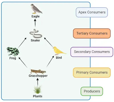 example of food web