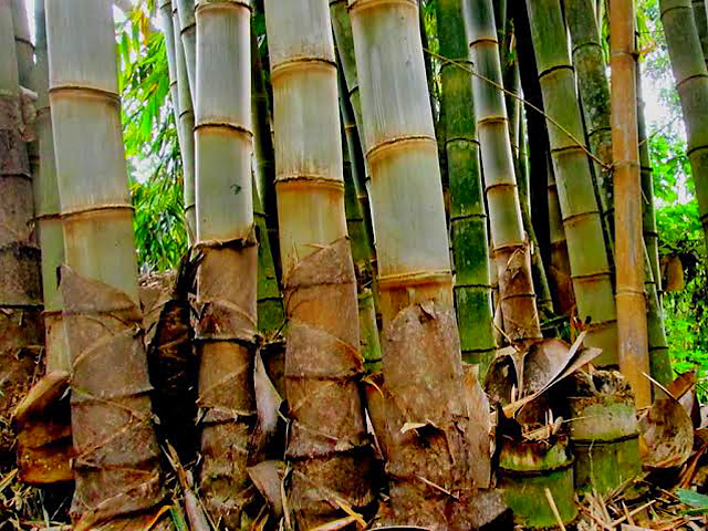 Jenis jenis Bambu untuk Bangunan dan Furniture Beserta 