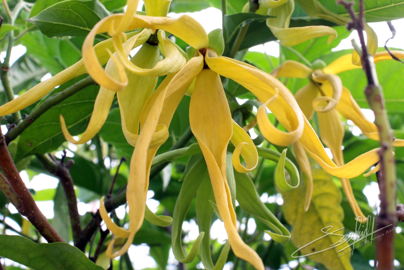 Macro Lensa AsiA: Pokok Kenanga, Cananga odorata