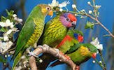 Aves exóticas y fantásticas en el paraíso