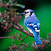 Birds HD widescreen Wallpaper