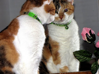 calico cat mirroring