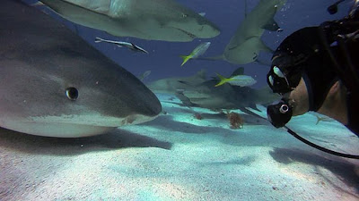 Sharks Up Close Seen On www.coolpicturegallery.us