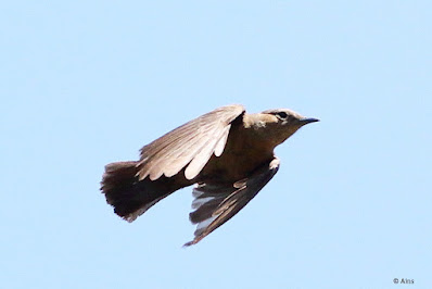 "Brown Rock Chat - Oenanthe fusca, taking off from a perched position."