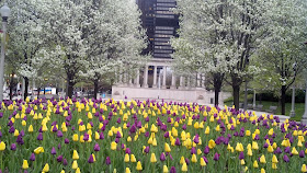 flowers, Millennium Park