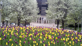 flowers, Millennium Park