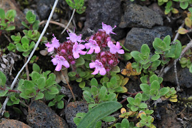 Thymus praecox – Wild Thyme (#49)