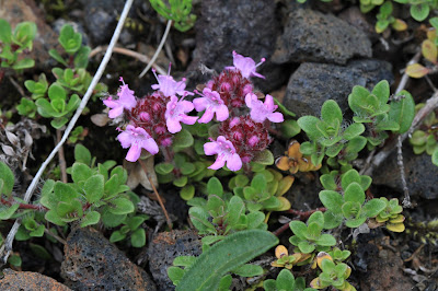 Thymus praecox – Wild Thyme (#49)