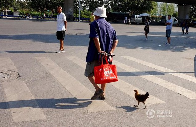 Jadikan Ayam Sebagai Teman BFF