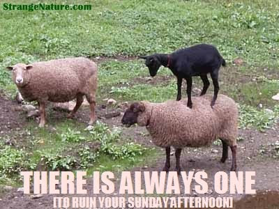 funny animals pictures with quotes. Funny Sheep standing on top of