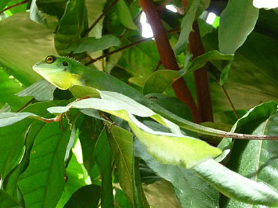 Green crested lizards (Bronchocela cristatella)