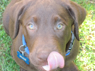 cute puppy licking