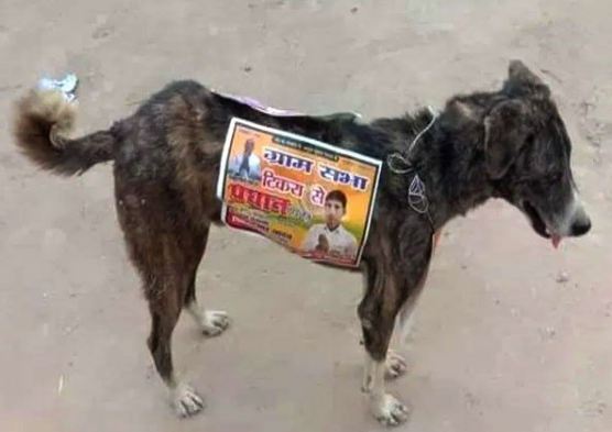 Indian Politicians Put Up Election Posters On Stray Dogs