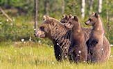 Hermosas criaturas del reino animal