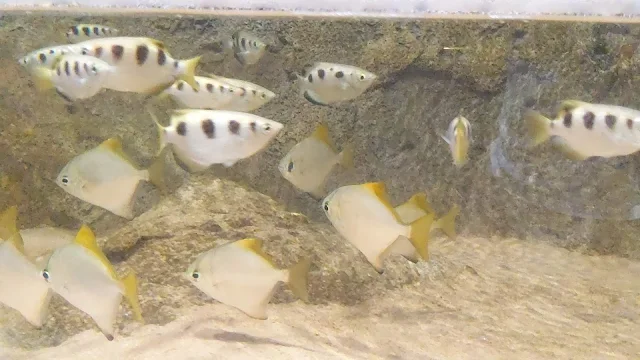 DMMかりゆし水族館に楽しんで来ました！沖縄家族旅行