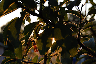 Sun peaking through plumb leaves