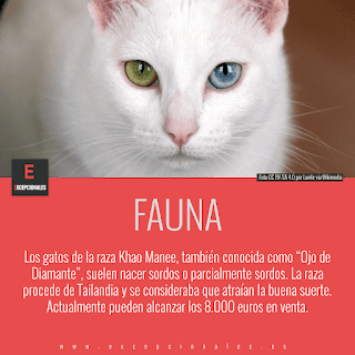 Fauna: los gatos de la raza Khao Manee, también conocida como “Ojo de Diamante”, suelen nacer sordos o parcialmente sordos. La raza procede de Tailandia y se consideraba que atraían la buena suerte. Actualmente pueden alcanzar los 8.000 euros en venta