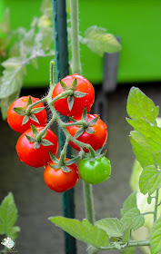 erntereife Tomaten Urban Gardening