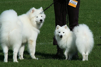Japanese Spitz Dog Breed The Playful Fox Like All White Dog The Pets Dialogue