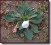 Gumbo Evening Primrose