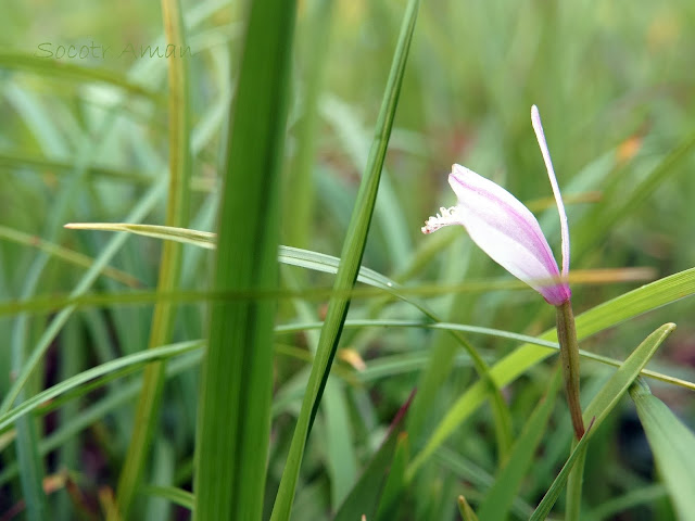 Pogonia japonica