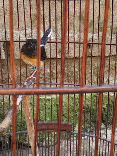 Jual Burung Murai Batu Murah Jogja