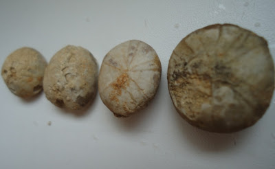 Four Fossils Sea Urchin / Echinoid 