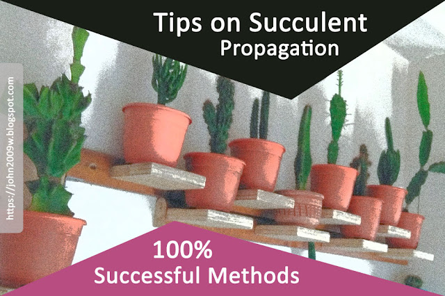 How to propagate succulent & cacti plants using cuttings