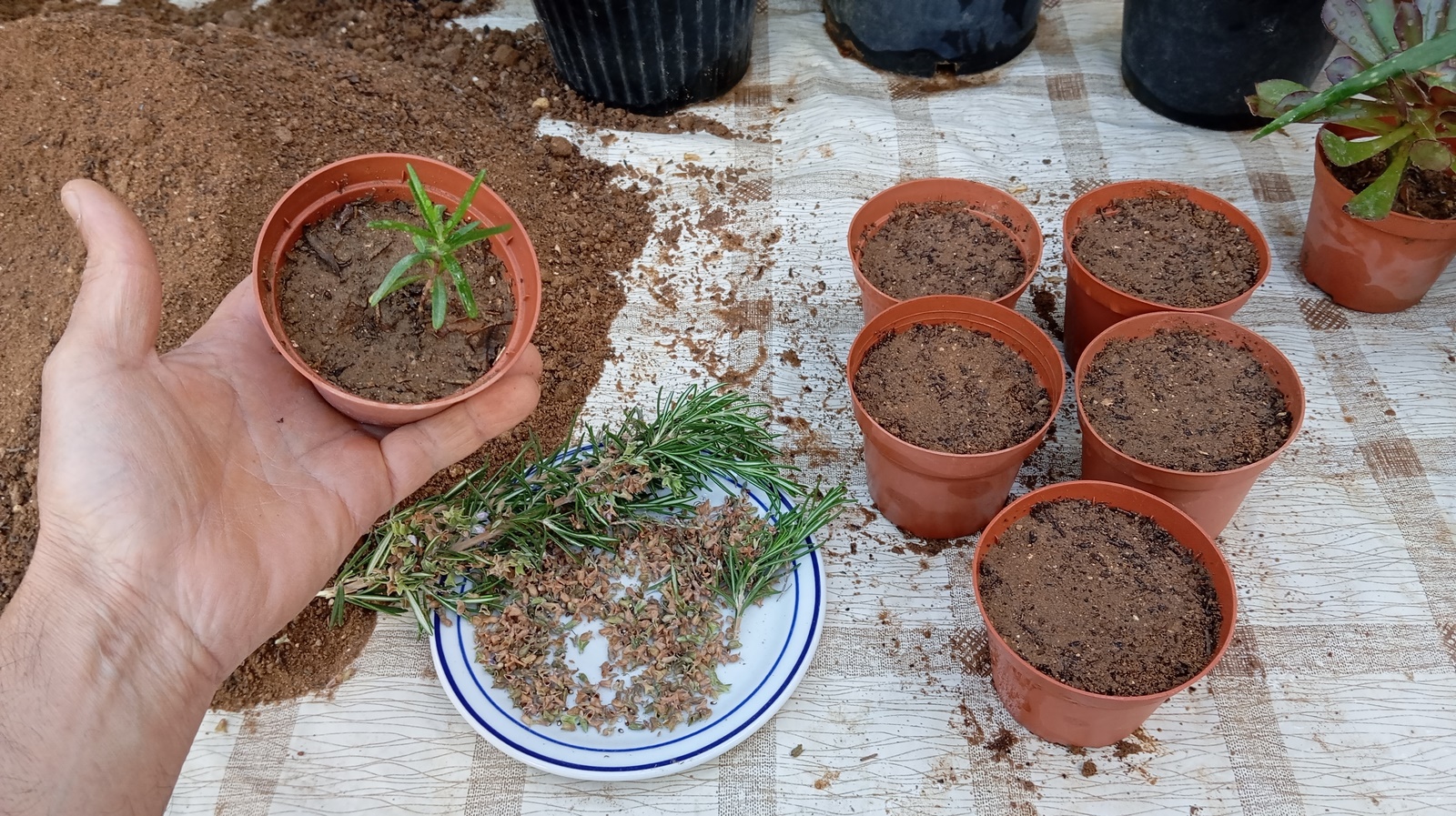 Starting rosemary from seeds indoors is a gratifying experience that allows you to enjoy this versatile herb throughout the year. By following these step-by-step instructions and providing the proper care, you'll soon have a thriving indoor rosemary garden to enhance your culinary creations.