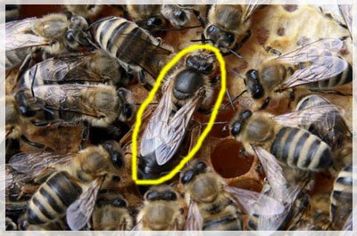 Halim Simatupang Lebah Si Mungil BeriBu ManfAat