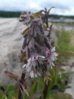 Prenanthe à grappe - Nabalus racemosus