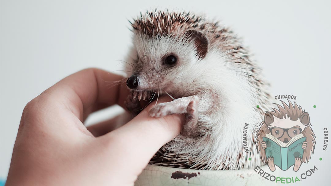 El erizo de tierra es una gran mascota