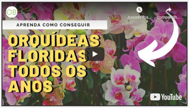 orquídeas, como cuidar de orquídeas, orquídeas vanda, negocio próprio, renda extra, trabalhar em casa, dinheiro extra, liberdade financeira, curso de orquídeas, orquidários