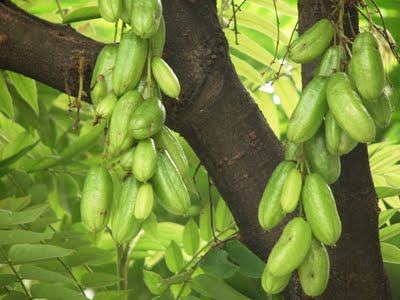 Khasiat Buah dan Daun Belimbing Wuluh  Dunia Info dan 