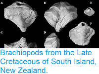 https://sciencythoughts.blogspot.com/2016/10/brachiopods-from-late-cretaceous-of.html