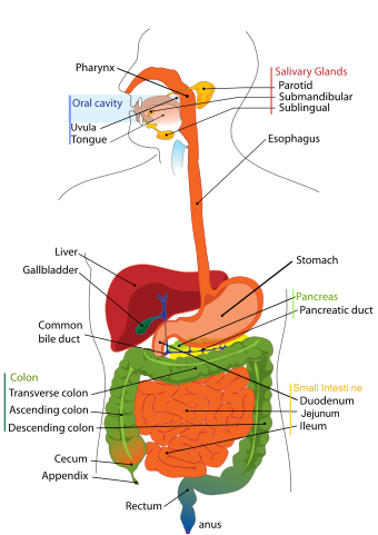 simple digestive system diagram for. digestive system diagram for