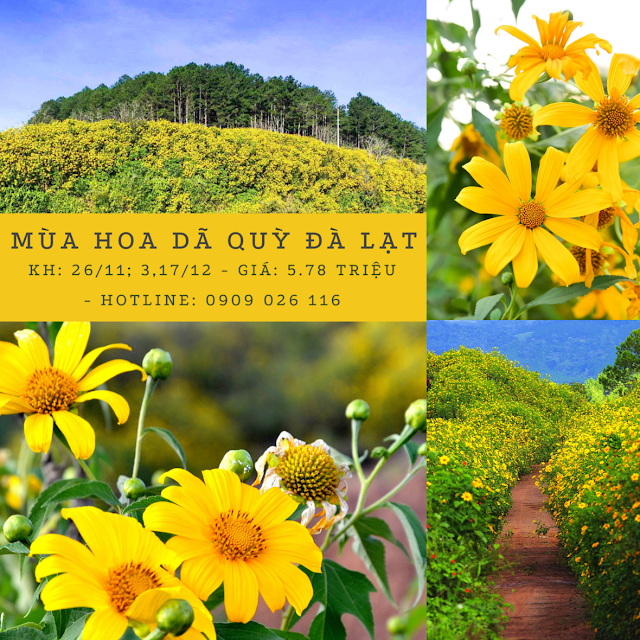  Đà Lạt mùa hoa Dã Qùy