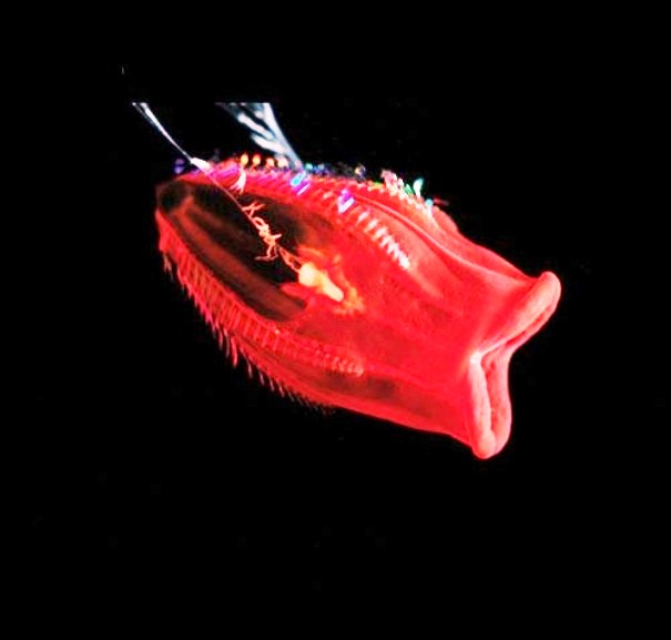 Creepy Animals Pics (5)