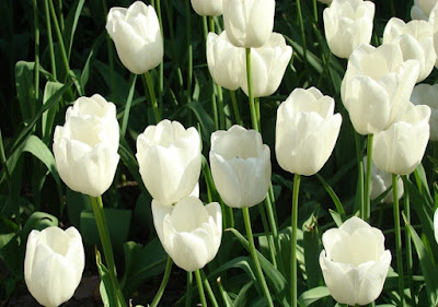 gambar-bunga-tulip-putih