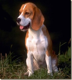 beagle-full