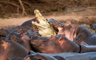 hipopótamos_atacan_y_matan_a_ cocodrilo