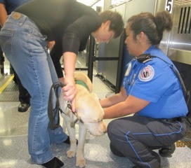 yellow Lab pup being scanned by TSA