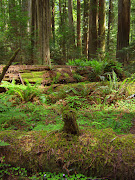 I spent the weekend in Humboldt Redwoods State Park again, to do some more . (sany )