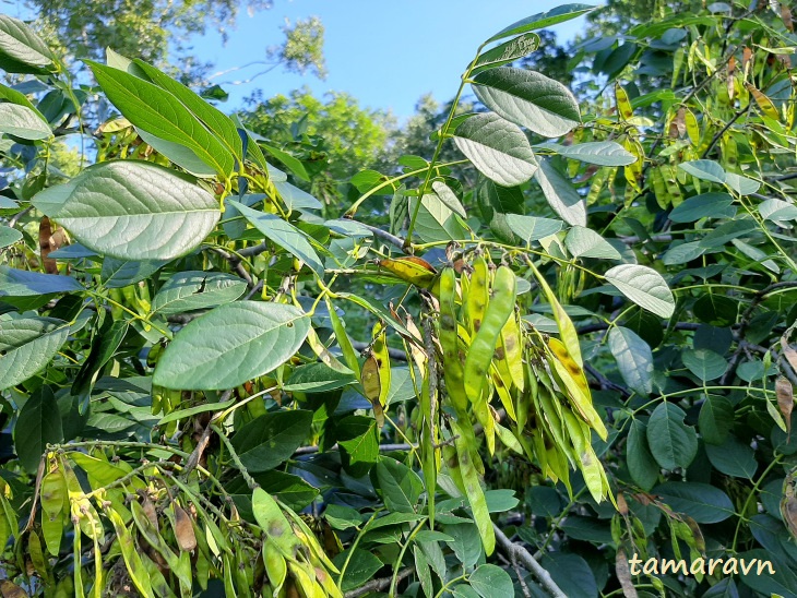 Маакия амурская (Maackia amurensis)