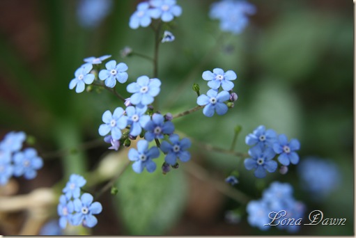JF_Blue