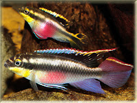 Kribensis Fish Pictures