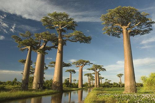 [pohon_baobab_2.jpg]