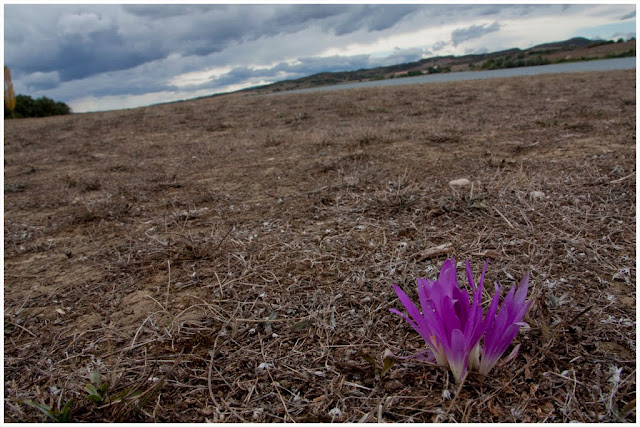 Pequeña flor lila emergiendo del suelo