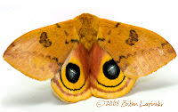 Click for Larger Image of Io Moth