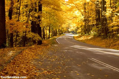 peak fall color on Newfound Gap Road